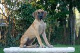 DOGUE ALLEMAND 920